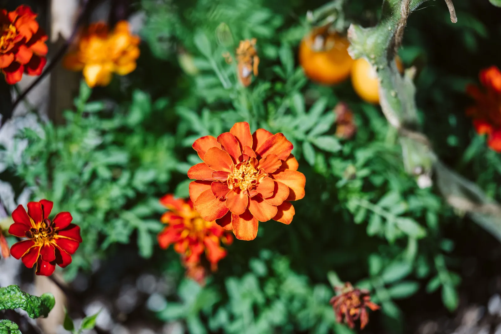 Orange and red marigolds in bloom among green foliage in the garden