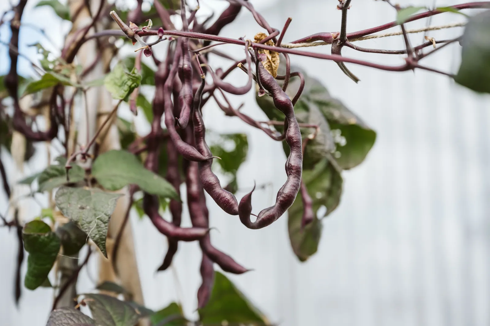 Long purple bean pods hanging from a climbing plant against the white garden fence