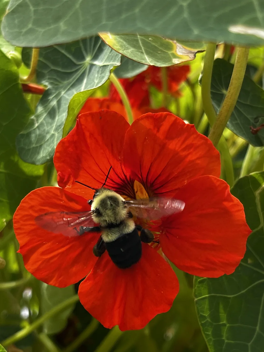 Eine Hummel mit geöffneten Flügeln in der Mitte einer roten Kapuzinerkresseblüte, umgeben von runden grünen Blättern