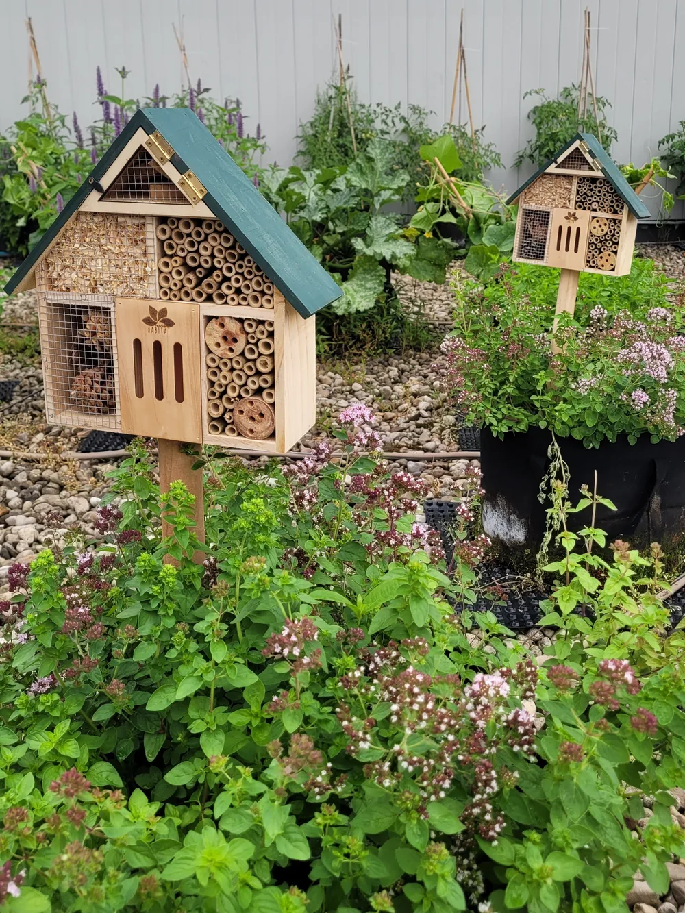 Zwei hölzerne Insektenhotels mit grünen Dächern, gefüllt mit Bambusröhrchen und Kiefernzapfen, zwischen blühendem Oregano und Stofftöpfen auf einem Dach