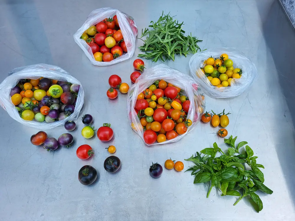 Sacchetti trasparenti di pomodorini misti accanto a mazzi di erbe aromatiche fresche su un tavolo dopo il raccolto