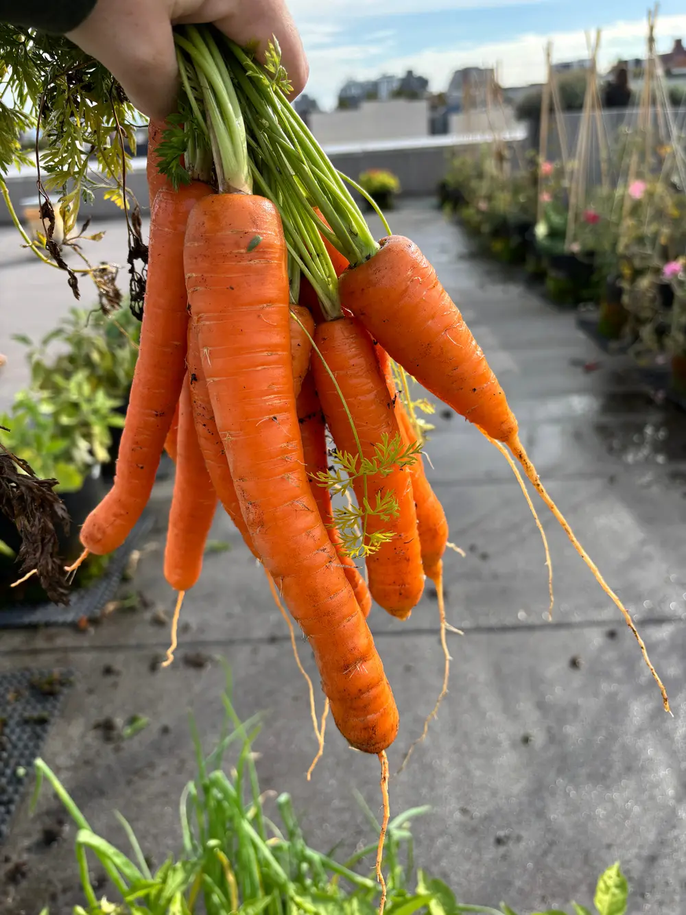 Eine Hand hält ein frisch gezogenes Bund langer orangefarbener Möhren über einem Dachgarten